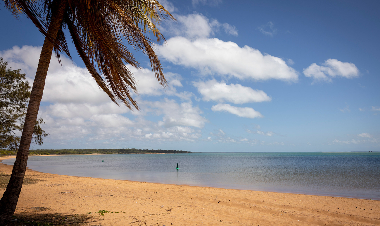 A beach with a palm tree and calm seas